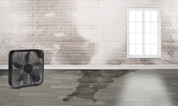 Best Water damage cleanup near me  in Ashland, NJ